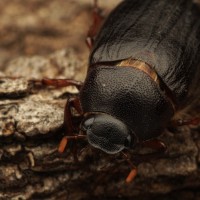 Phyllophaga sp.