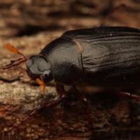 Phyllophaga sp.