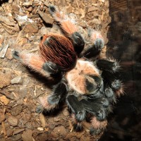 Petra (♀ Brachypelma emilia 4.5")