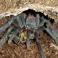 X. immanis feeding