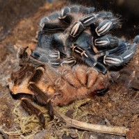 Molting Aphonopelma seemanni