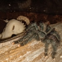 "Wednesday" A. avicularia