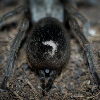 Odd Rub Mark on Aphonopelma eutylenum