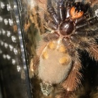 Psalmopoeus Pulcher