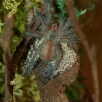 Pachistopelma bromelicola