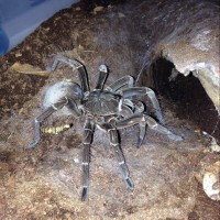 T. stirmi Feeding Superworms