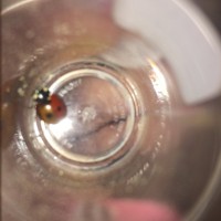 Bi-colored ladybug