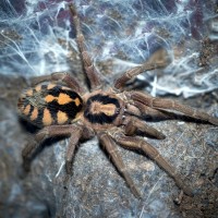 Hapalopus sp. Colombia Large Adult Female