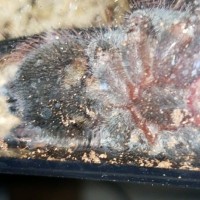 5" Brachypelma vagans [ventral sexing] [1/2]