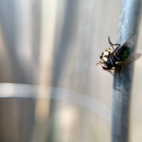 Back yard Jumping spider