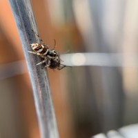 Jumping spider