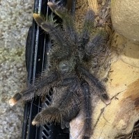 Not a great place to molt at all. Avicularia M1