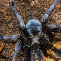 Lampropelma violaceopes