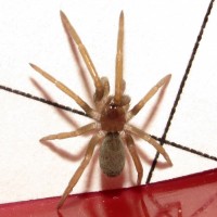 Kukulcania hibernalis Spiderling (3.6 mm)