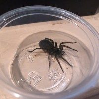 Gravid wolf spider