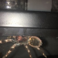 Brazilian Pink Birdeater [ventral sexing]