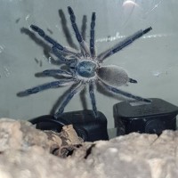 Rare sighting of my monocentropus balfouri