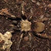 Camouflage (♀ Ephebopus murinus 3")