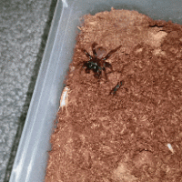 Smol spooder hunting gif