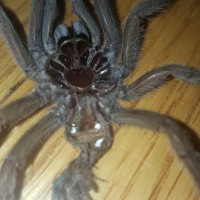 Chilobrachys "electric blue"