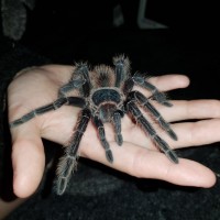 Our little Aragog ♡