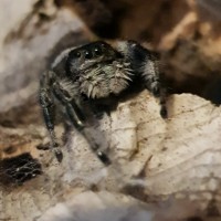 Regal jumping spider