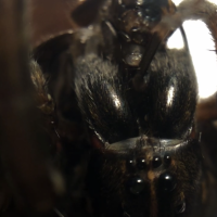 Tigrosa sp. feeding