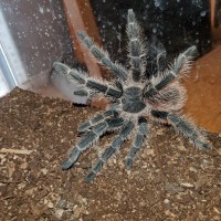 Had a Tarantula dropped off just want some help to identify