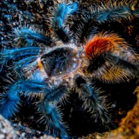 Grammostola actaeon