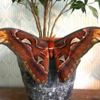 Attacus atlas - male