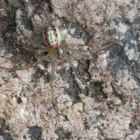 Enoplognatha ovata "Candy Striped Spider"