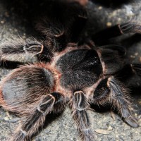 Lasiodora klugi [2/3]