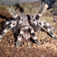 A. geniculata