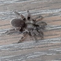 Tarantula from Cayman Islands