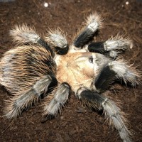 Brachypelma verdezi