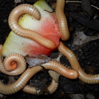 Albino Narceus Americanus