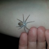 My fiancee found this in a locast pot and its covered in calcium dust can anyone id this spider for me