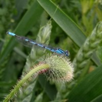 Common Blue Damselfly