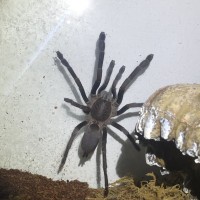 Phlogius Sp Goliath