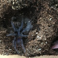 P. Sazimai Molt