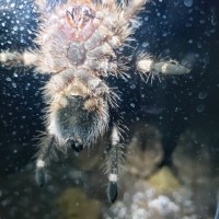 4" A. geniculata