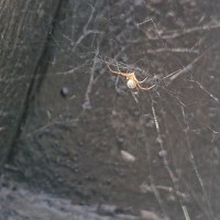 Unknown spider