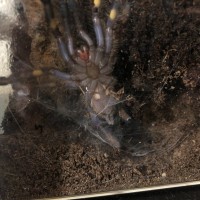 3” p.metallica freshly molted