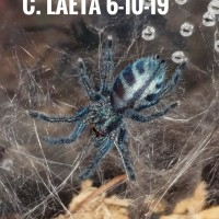 C. laeta