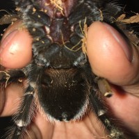 B. albiceps or A. anax? [4/4]