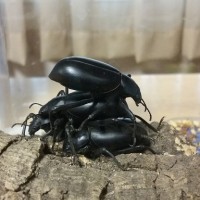 Stack o beetles