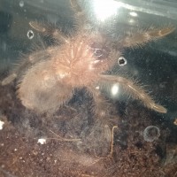 G. Pulchripes sling