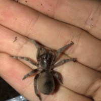 Puerto Rican pygmy tarantula?
