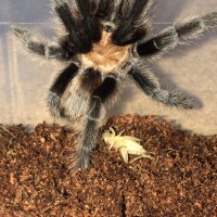 sold as aphonopelma hentzi