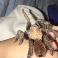 sold as aphonopelma anax